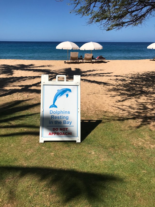lanai 9.JPG